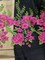 1 Yard Black Mesh Flower Lace Fabric Embroidered Floral Design 60/61" Wide